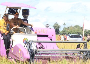Petani Lampung Sambut Gembira Panen Raya, Pemerintah Pastikan Harga Gabah Menguntungkan