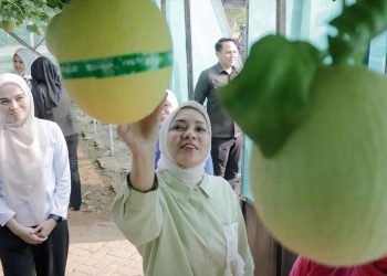 Ketua TP. PKK Provinsi Lampung Pimpin Panen di Agropark, Perkuat Peran PKK dalam Ekonomi Keluarga